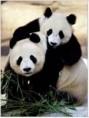/album/galeria-de-fotos/pandas1-1-jpg1/
